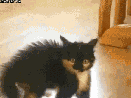 If you see a random cat jump on someone near you does it make you think that person must be special?