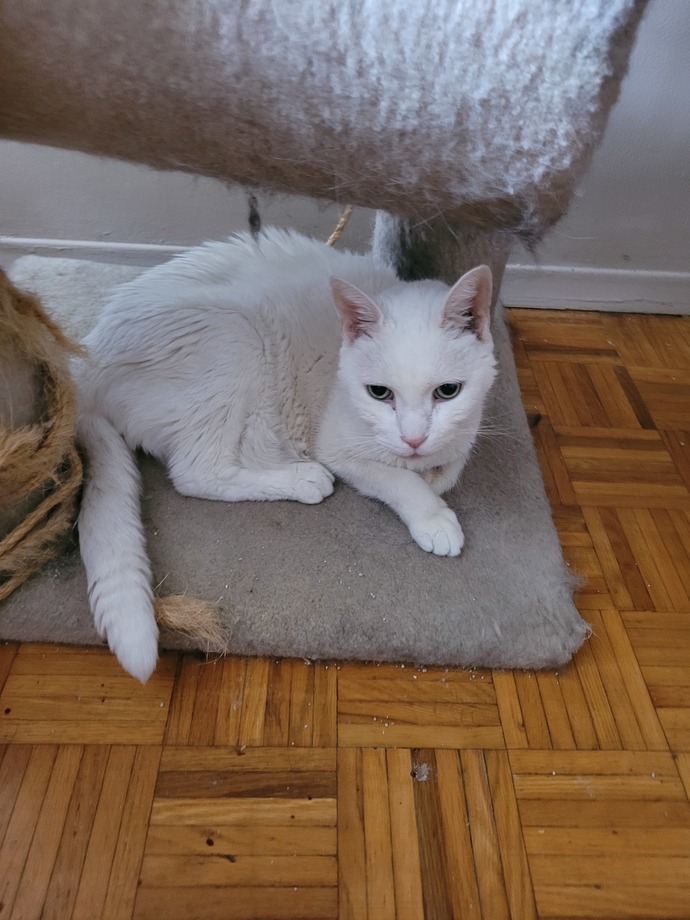 Did any of you had to say goodbye to a family pet. How long did it take to get over your grief?