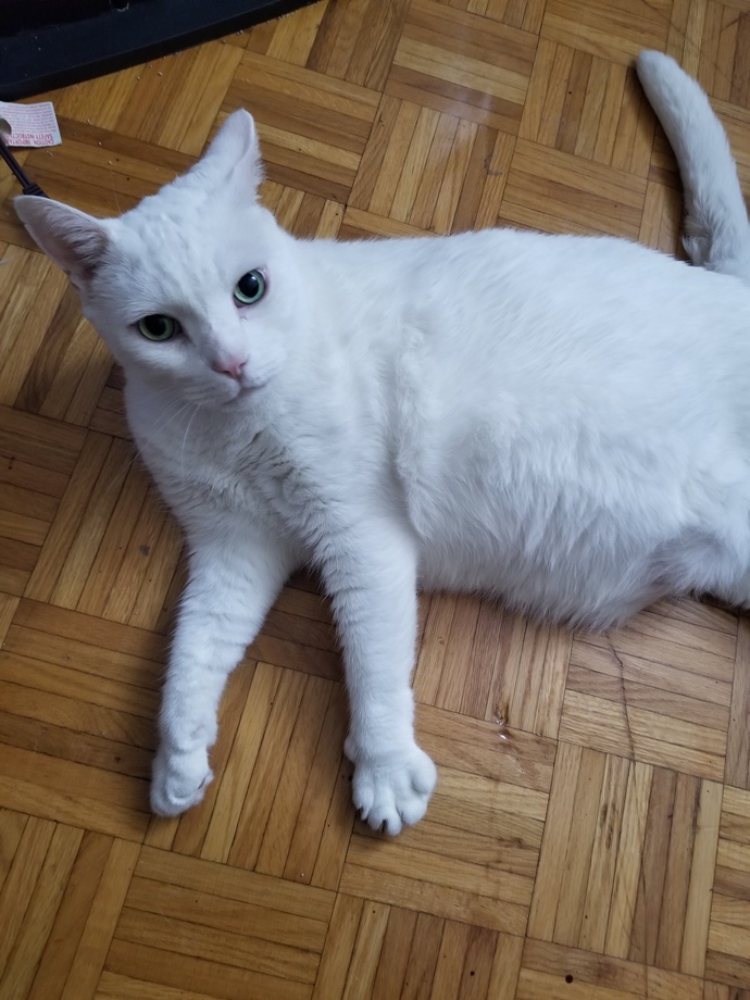 Did any of you had to say goodbye to a family pet. How long did it take to get over your grief?