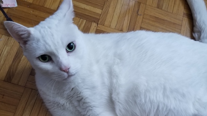 Did any of you had to say goodbye to a family pet. How long did it take to get over your grief?