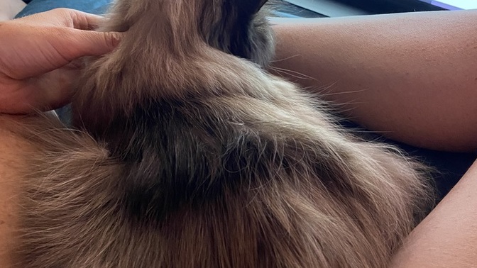 Is my cat too clingy?