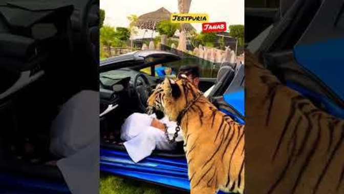 What do you think about Arabs having big cats?