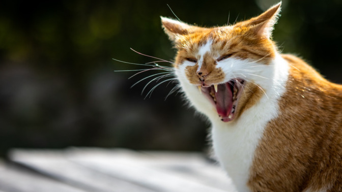 Cat owners do you agree: if your cat doesn't like someone you probably shouldn't like them either?