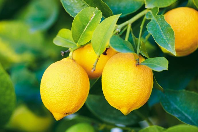 Would you say that you’re objectively or subjectively smarter than a lemon?