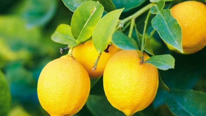 Would you say that you’re objectively or subjectively smarter than a lemon?