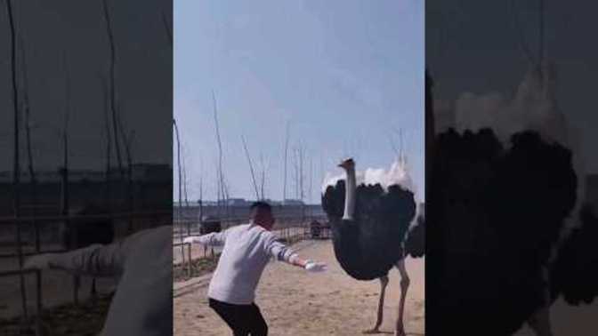 How does the bird dance?