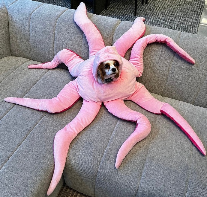Baby Octopus or Octopus Baby?