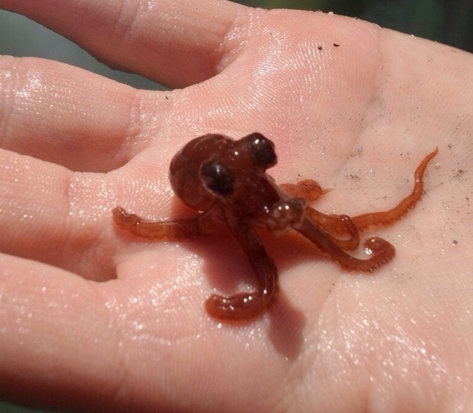 Baby Octopus or Octopus Baby?