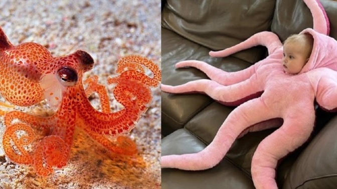 Baby Octopus or Octopus Baby?