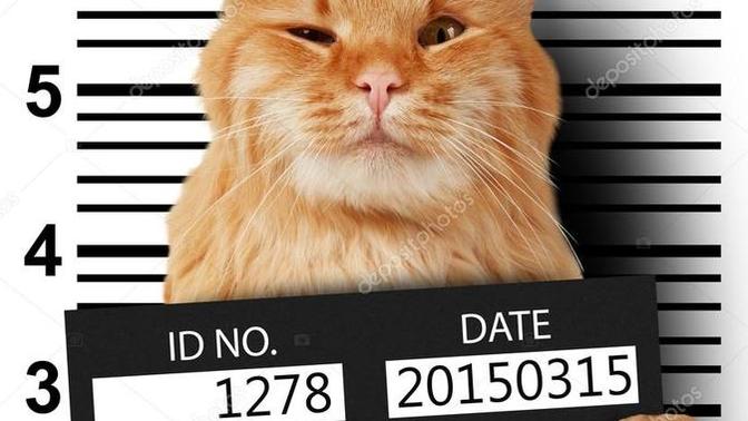 What would you do if you saw a kitten getting arrested?