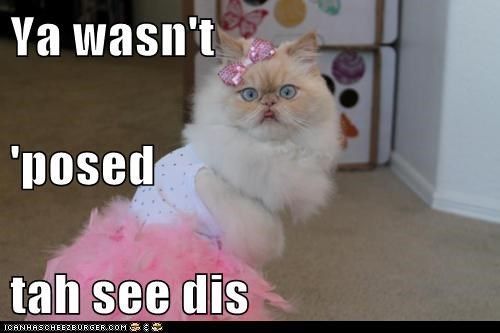 Did you ever catch your cat crossdressing?