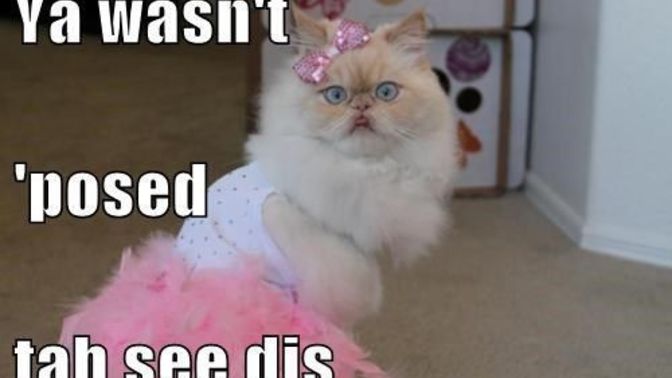 Did you ever catch your cat crossdressing?