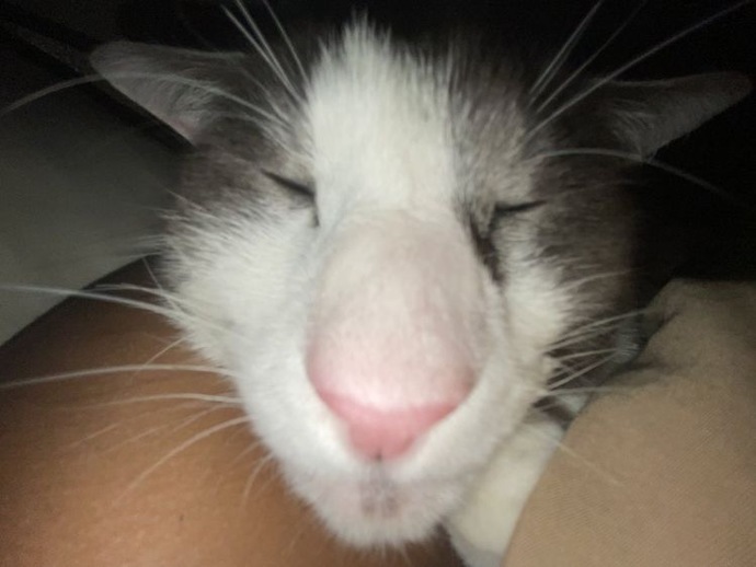 Is my cat cute?