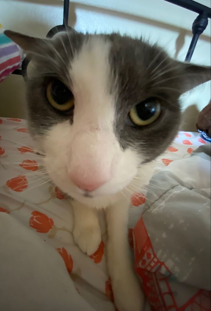 Is my cat cute?