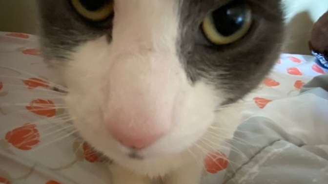 Is my cat cute?