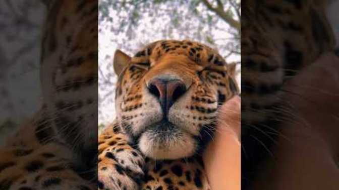 Is Jaguar most handsome cat?