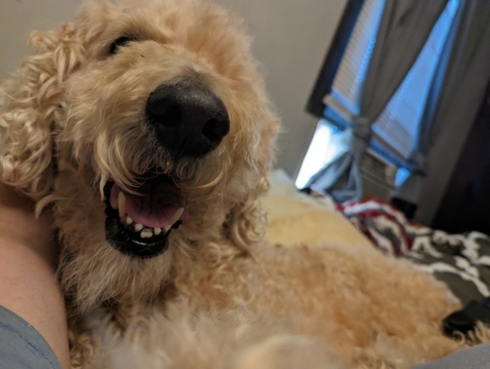 Do you tuck your pet into bed?
