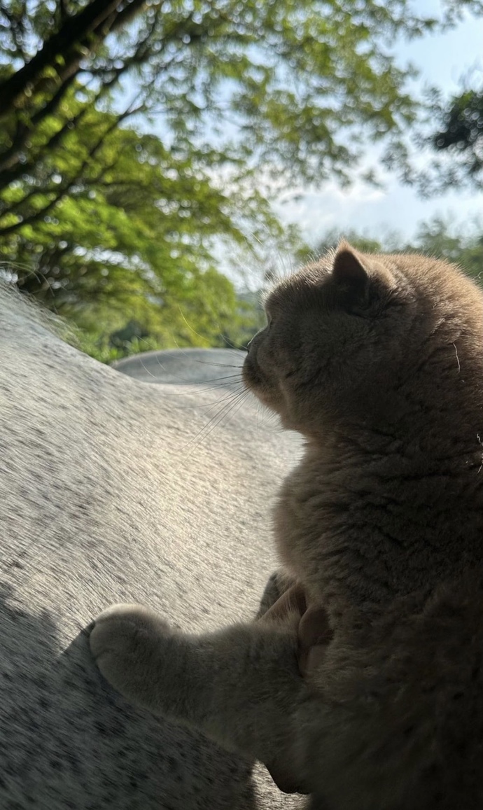 My cat touching a horse 🤣