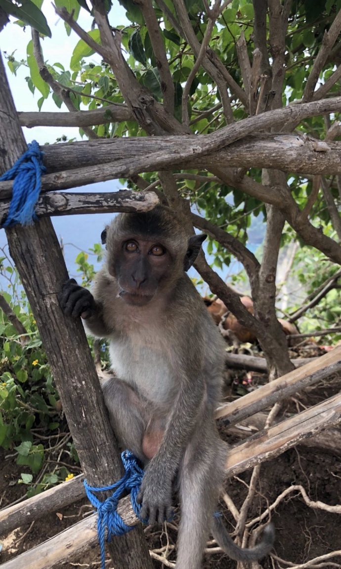 🐵