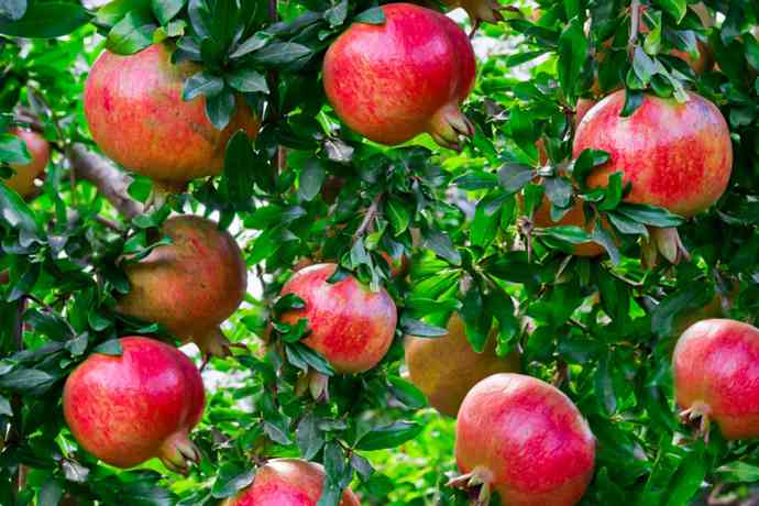 How does a plant make fruits distinct from other plants?