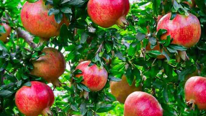 How does a plant make fruits distinct from other plants?