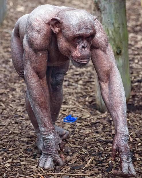 Why are chimps muscular without going to gym?