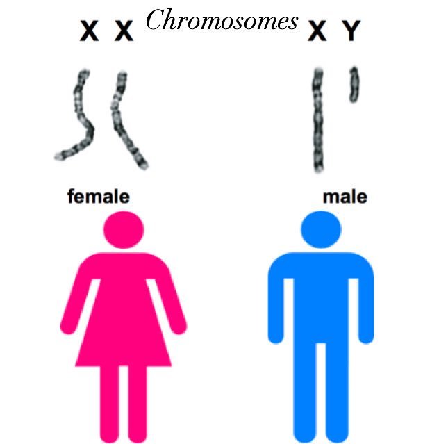 You can't change your chromosomes