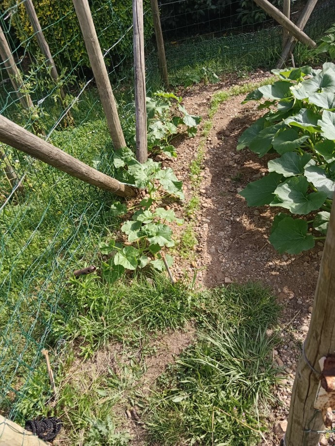 I made my first vegetable garden, have you made one too?