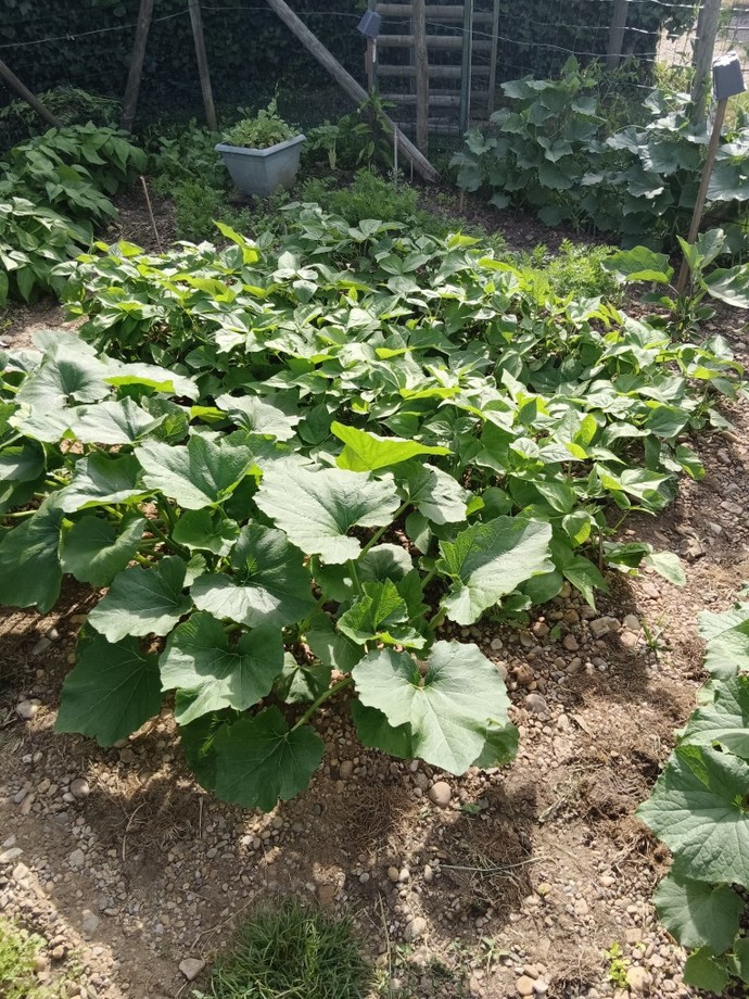 I made my first vegetable garden, have you made one too?