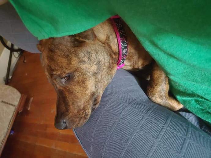 Why do so many people defend pitbulls despite being responsible for most dog attacks?