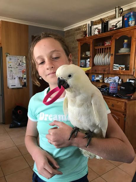What kind of bird would make a good pet?