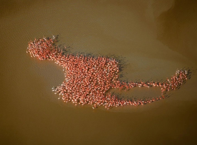 Do you like FLAMINGOS?