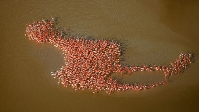 Do you like FLAMINGOS?