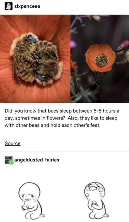 Did you know that bees do this?