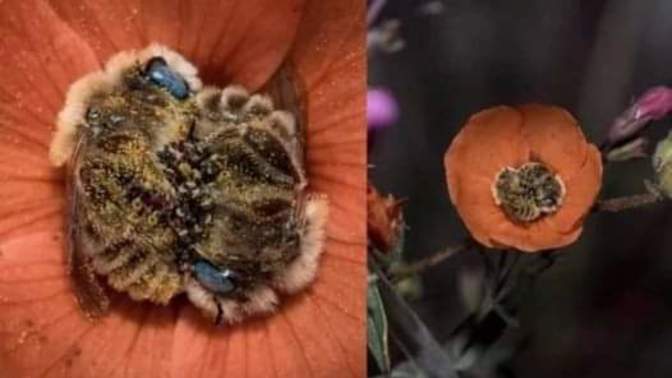 Did you know that bees do this?