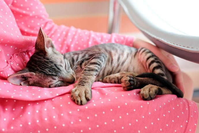 Anyone else take it as a huge compliment that someone can sleep comfortably while physically around you?