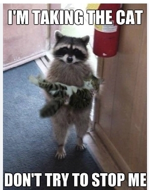 Imagine you live on the 8th floor and someone tried to break in using a latter to the balcony, what would you do?