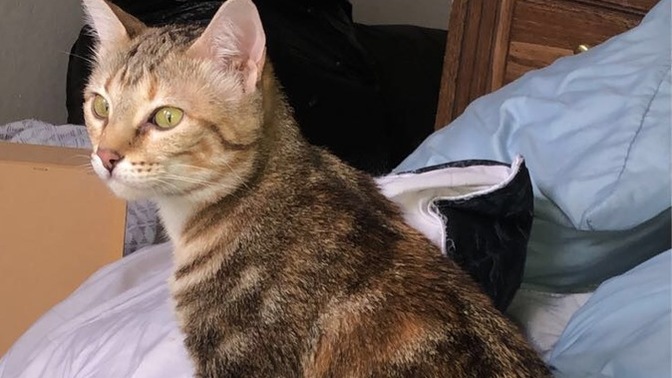 Do you think my cat is mentally OK?