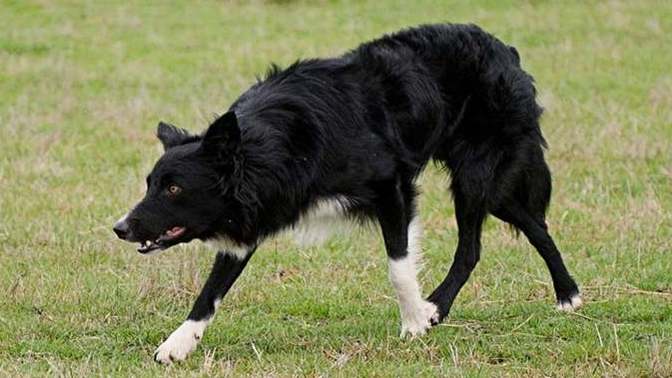 My friends dog tried to attack me today, what should I do?