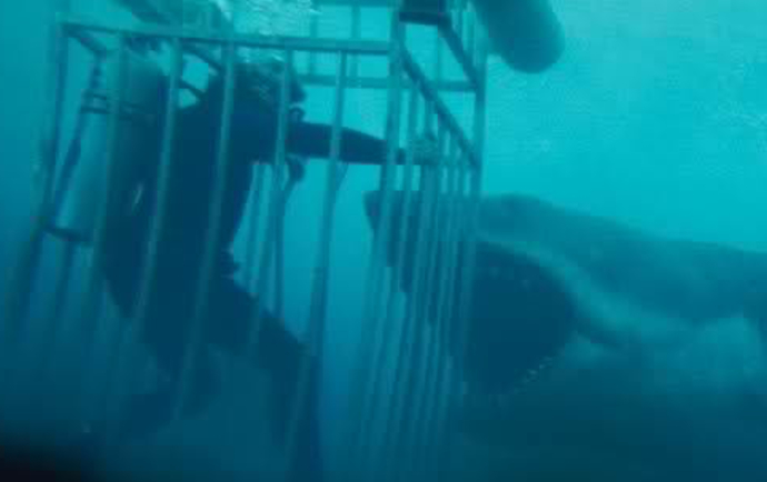 What are your thoughts on shark cage diving?
