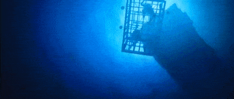 What are your thoughts on shark cage diving?