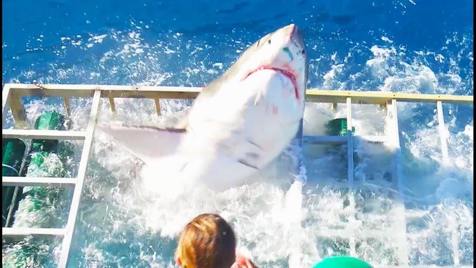 Shark driving gone wrong a du found Mr. Teeth with u in the cage
