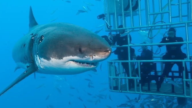 What are your thoughts on shark cage diving?