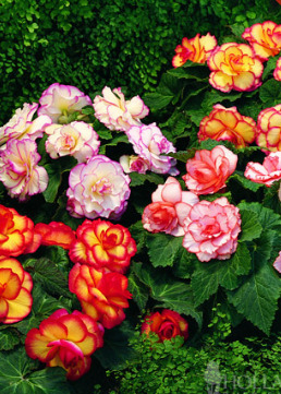 What color flowers should I put in my flower pot?