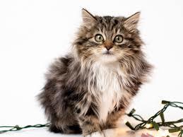 Like this when he was a kitten.