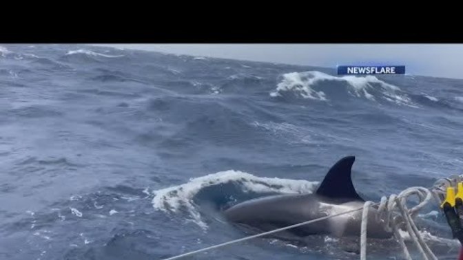 What's your theory on why Orca's are attacking and sinking sailboats?