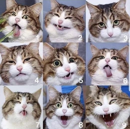 Which cat are you today?