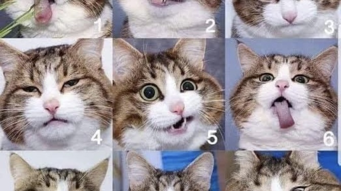 Which cat are you today?