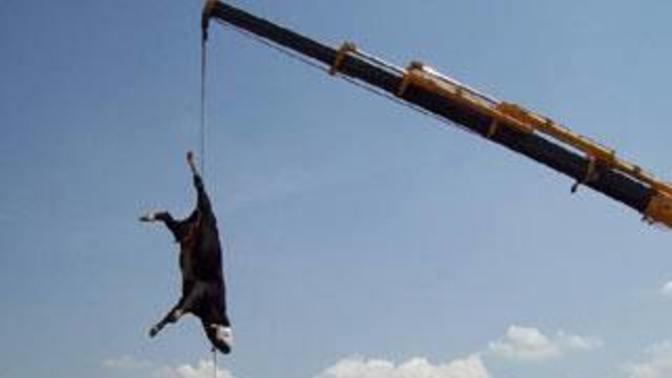 Is this the way a cow gets cut?