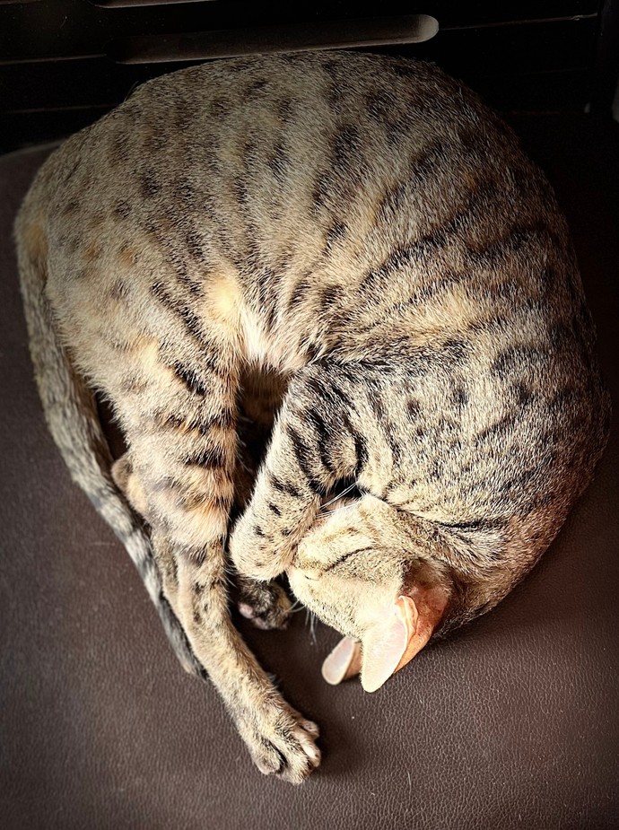 Do you think that the cats realise that they are among the biggest celebrities out there?